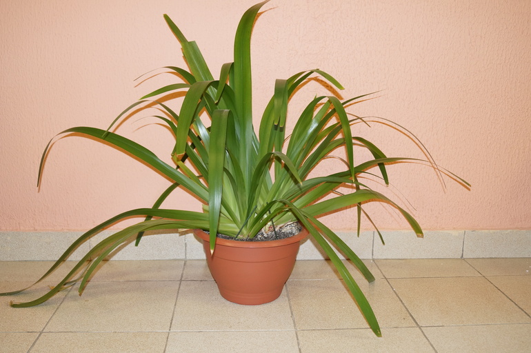 Продаю БОЛЬШИЕ растения