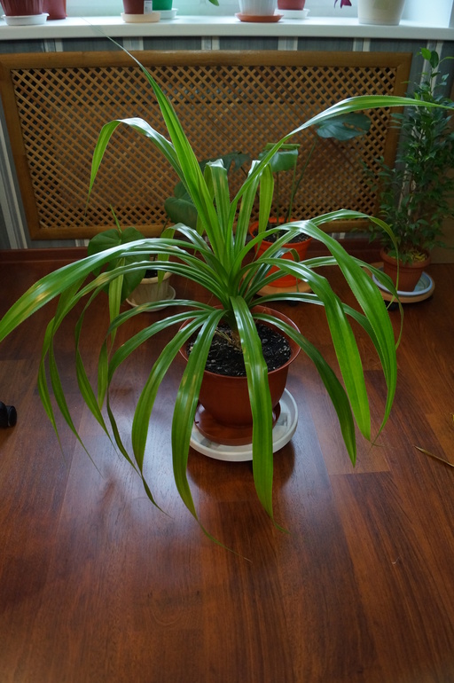 Продаю БОЛЬШИЕ растения