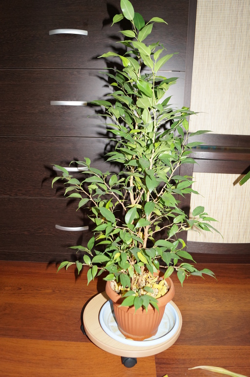 Продаю БОЛЬШИЕ растения