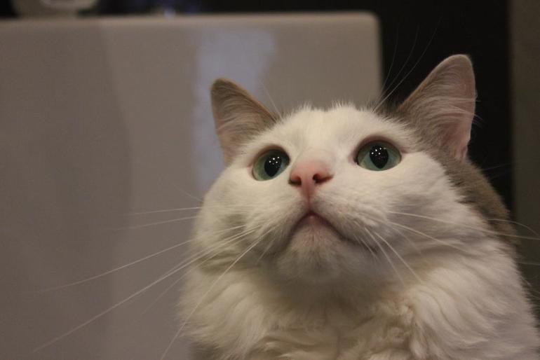 Наш пух-мех