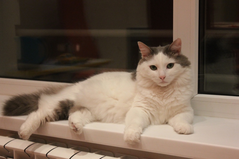 Наш пух-мех