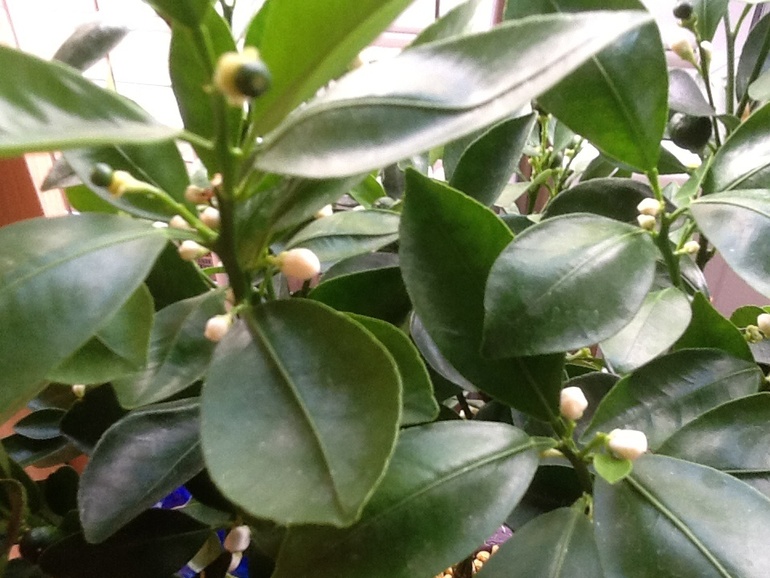 Озеленяемся...