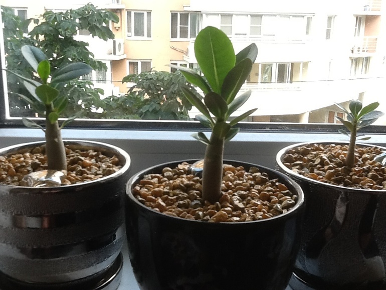 Озеленяемся...