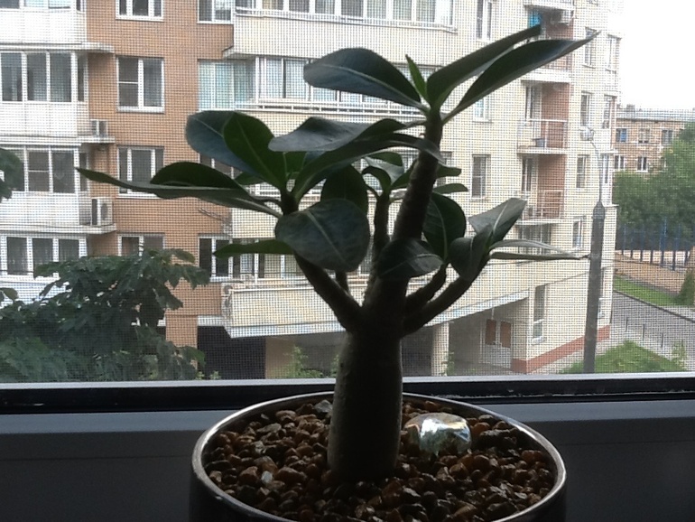 Озеленяемся...