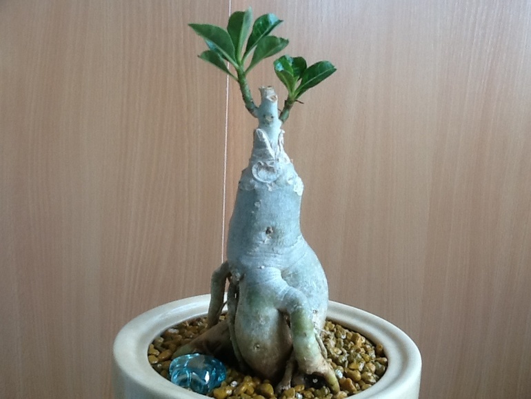 Озеленяемся...