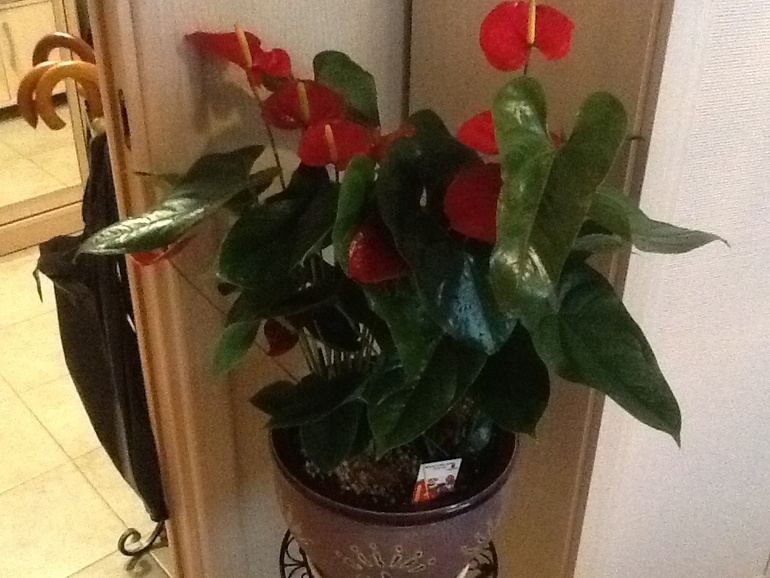 Озеленяемся...