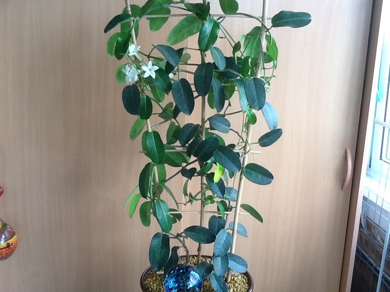 Озеленяемся...