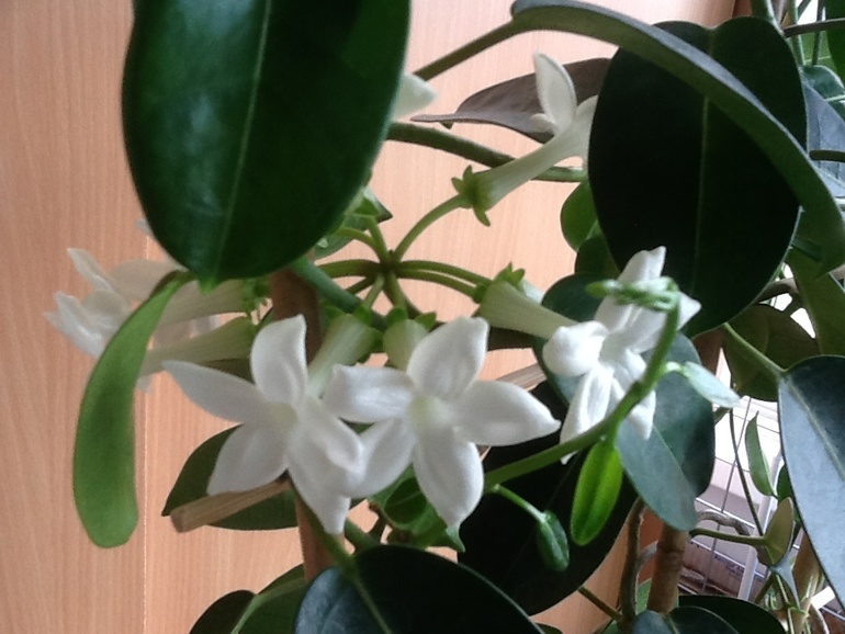 Озеленяемся...