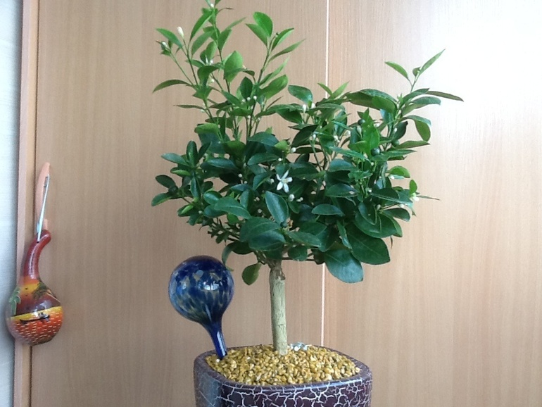 Озеленяемся...