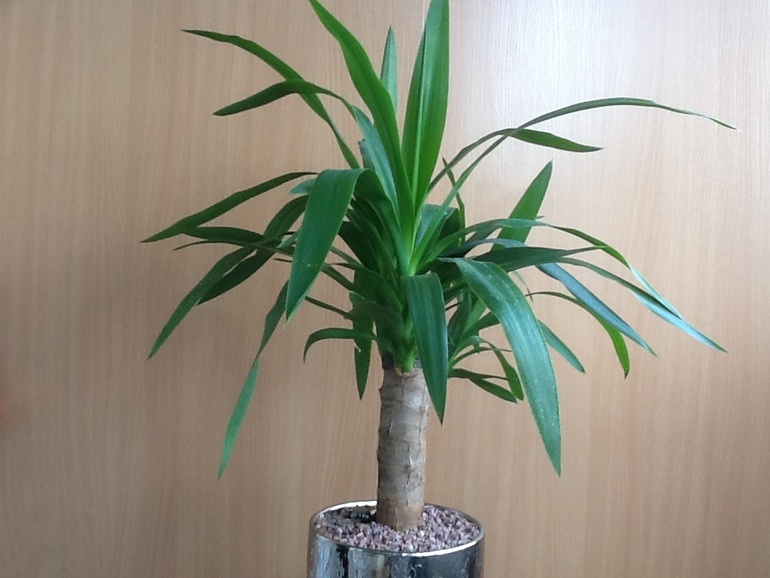 Озеленяемся...