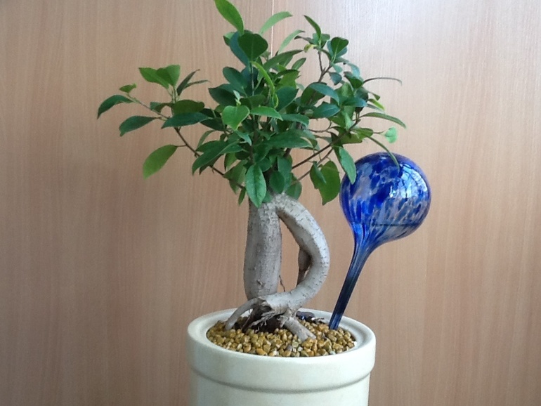 Озеленяемся...