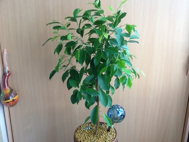 Озеленяемся...