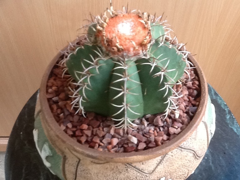 Озеленяемся...