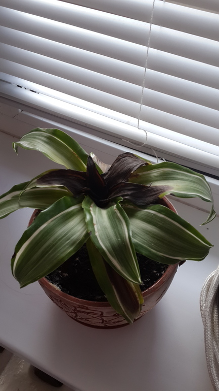 девочки,помогите и как спасти?