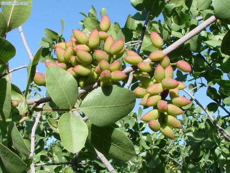 Продаю фисташки сушеные производство США