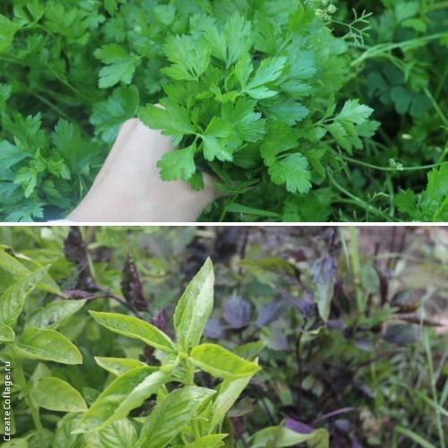 Наш дачный летний день