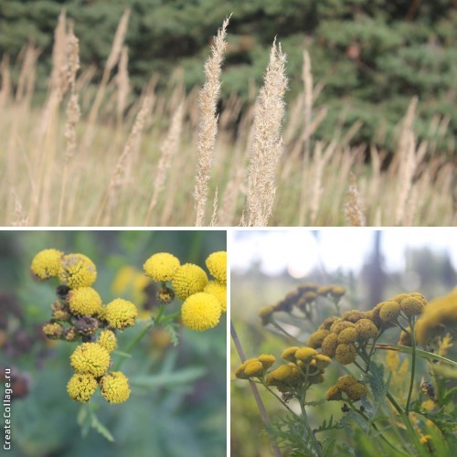 Наш дачный летний день
