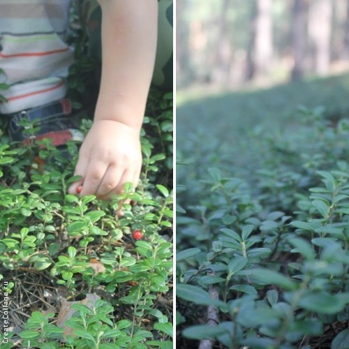 Наш дачный летний день