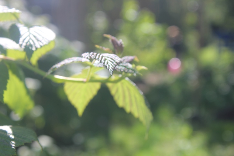 Наш дачный летний день