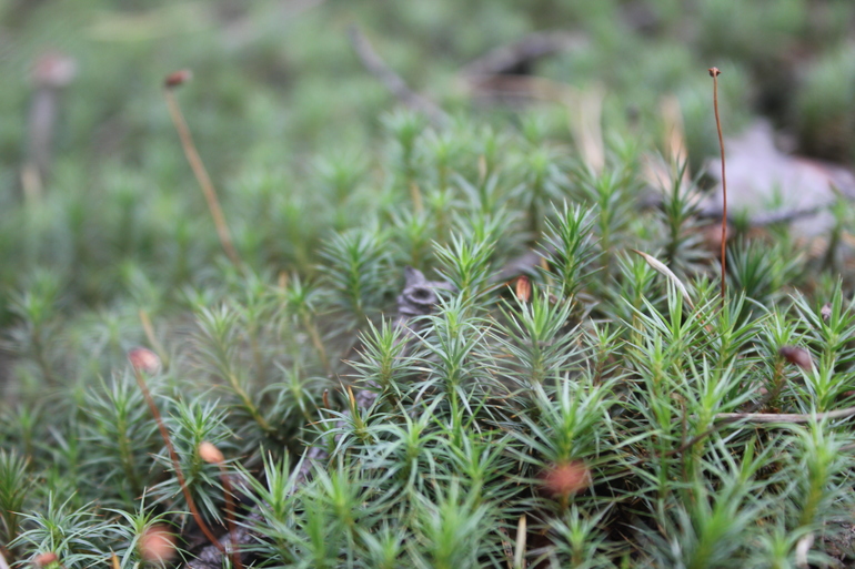 Наш дачный летний день