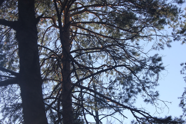 Наш дачный летний день