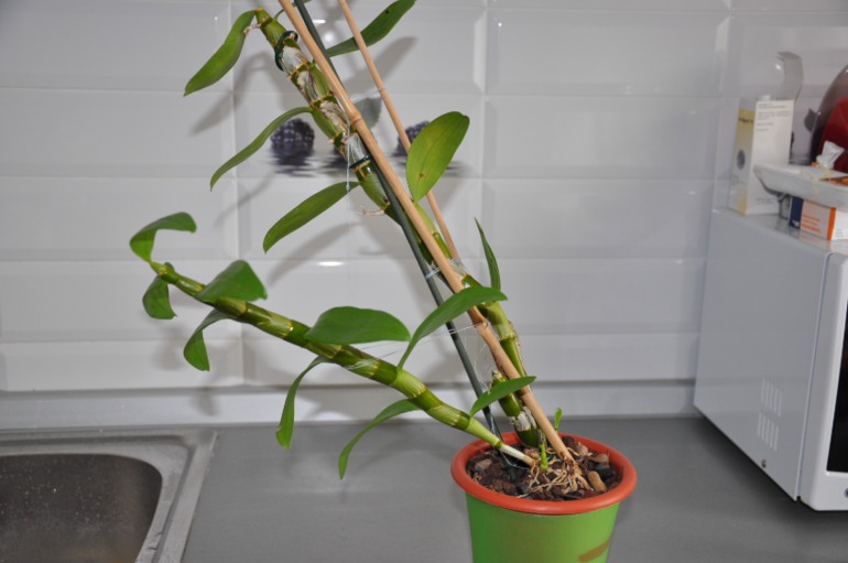 Нужна пересадка?