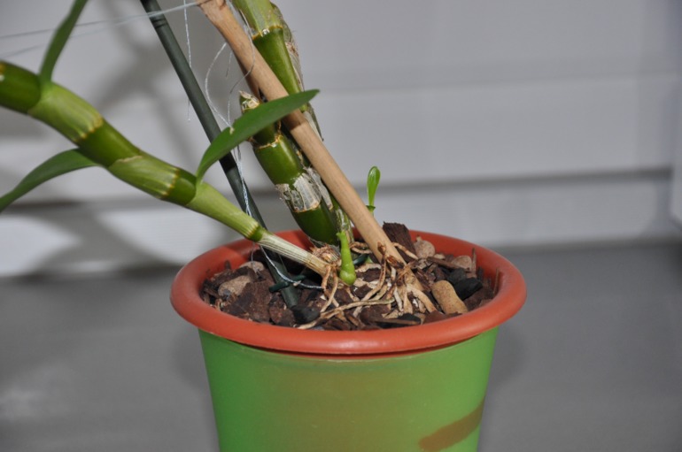 Нужна пересадка?