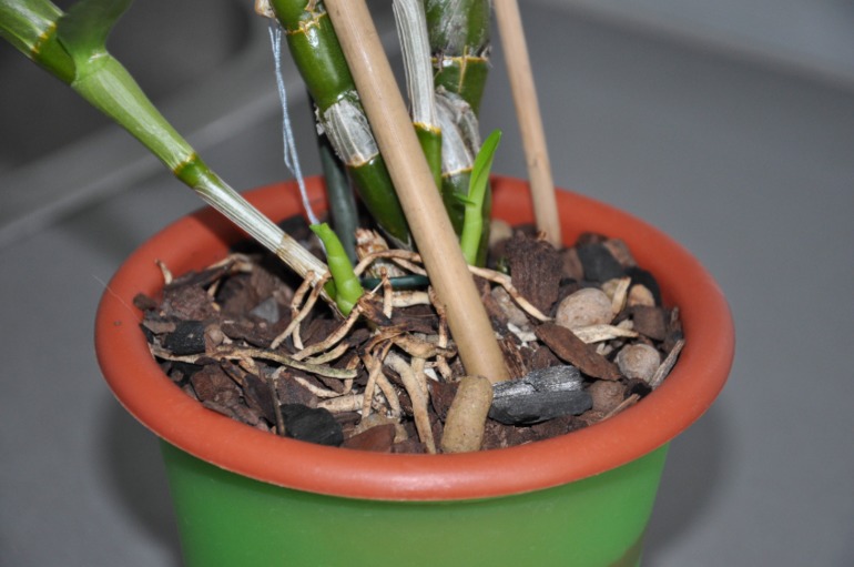 Нужна пересадка?