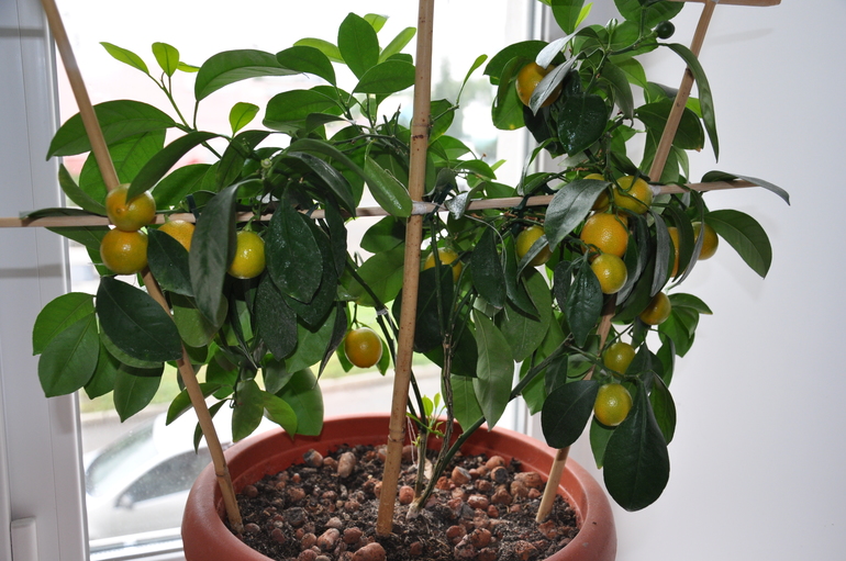 Цитрофортунелла