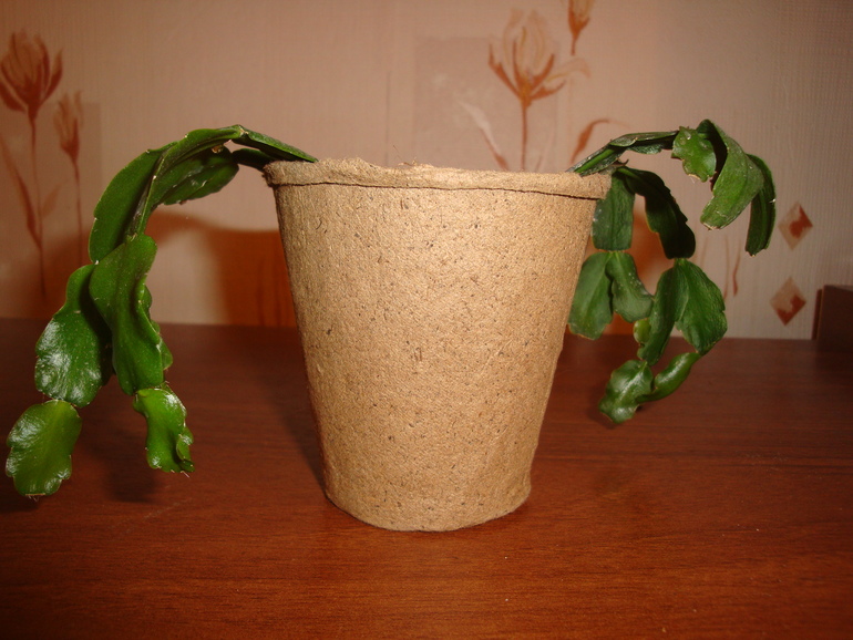 Благодарность!