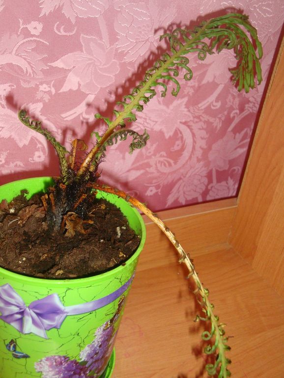 Жалкий папоротник