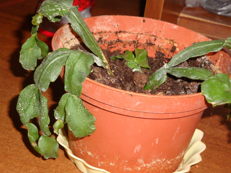 Благодарность!