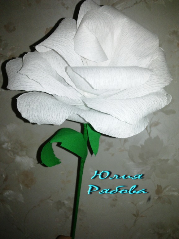 Гофрированные Розы расцвели)))