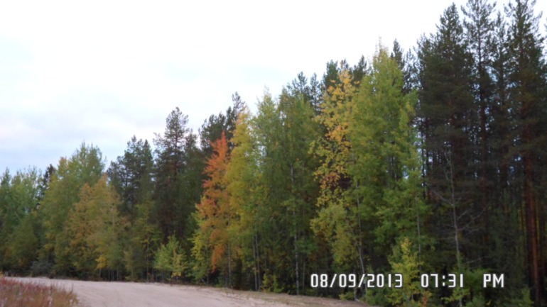 Наши выходные - поездка в осенний лес