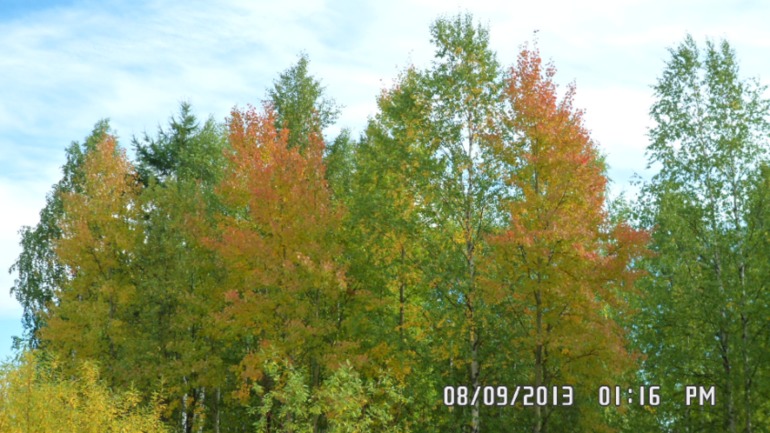 Наши выходные - поездка в осенний лес