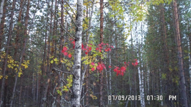 Наши выходные - поездка в осенний лес