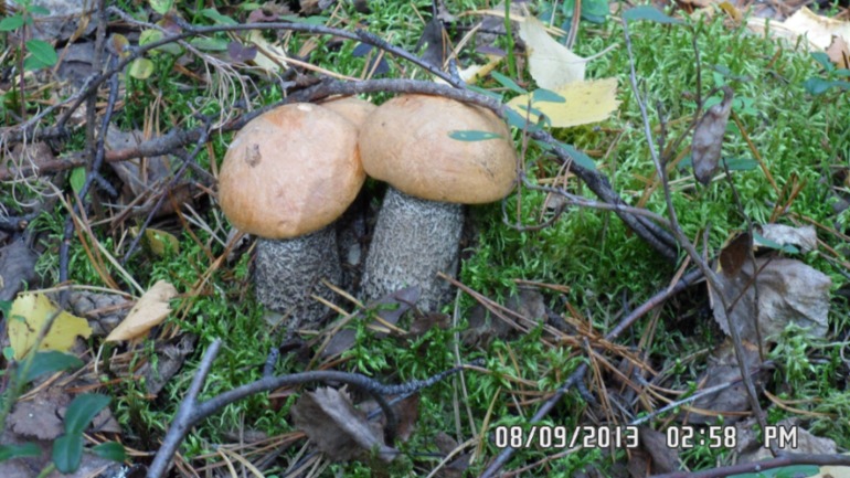 Наши выходные - поездка в осенний лес