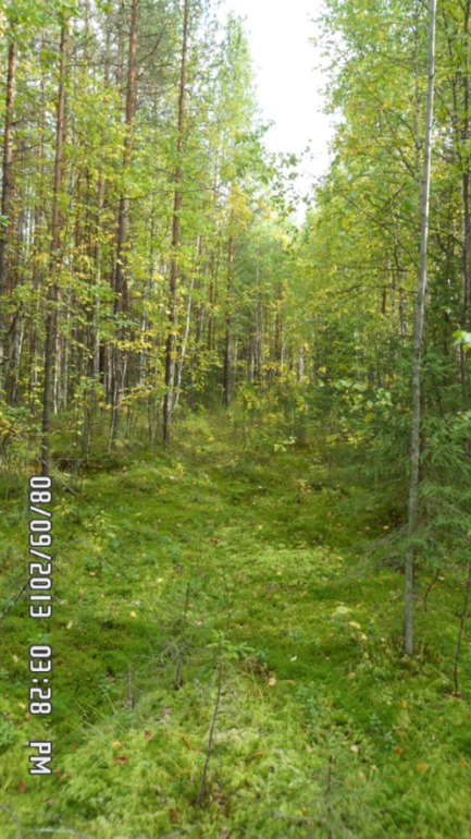 Наши выходные - поездка в осенний лес