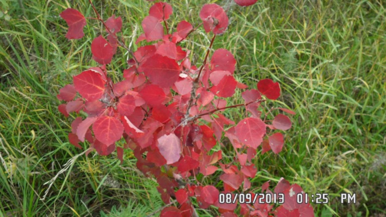 Наши выходные - поездка в осенний лес