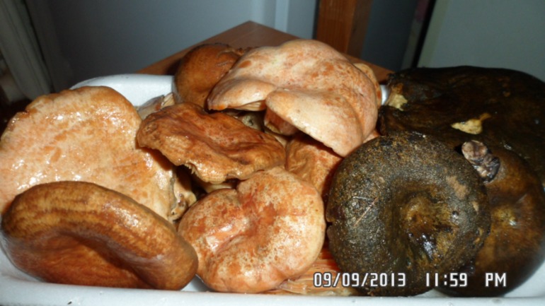 Наши выходные - поездка в осенний лес