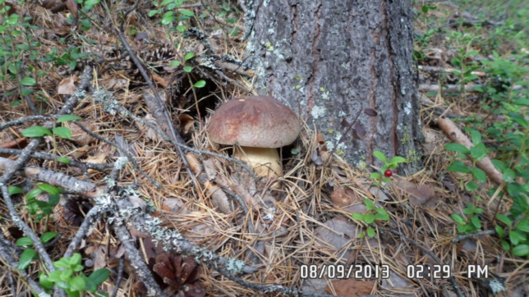 Наши выходные - поездка в осенний лес