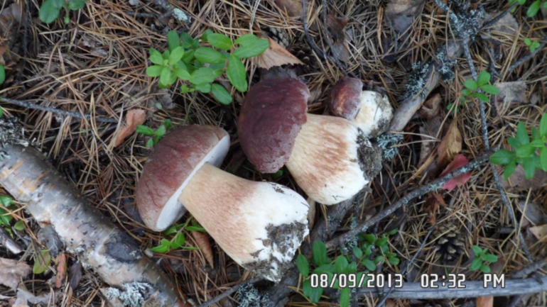 Наши выходные - поездка в осенний лес