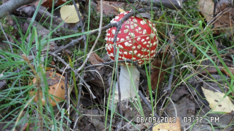 Наши выходные - поездка в осенний лес