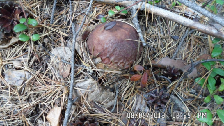 Наши выходные - поездка в осенний лес