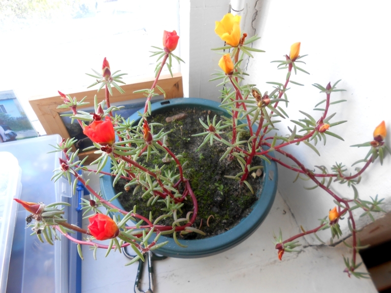 История одного бедолаги...