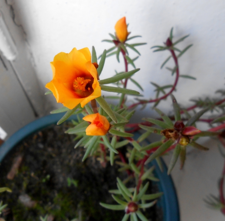 История одного бедолаги...