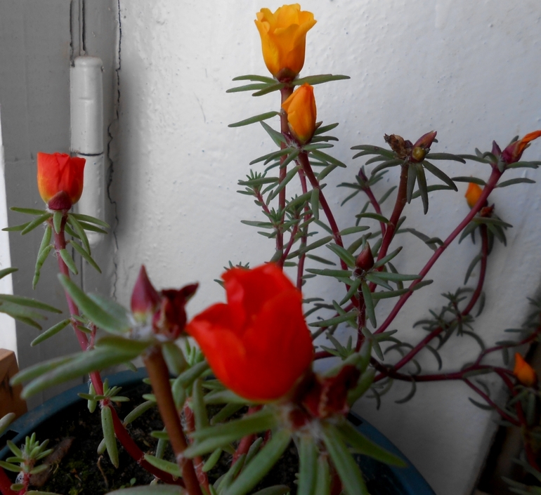 История одного бедолаги...