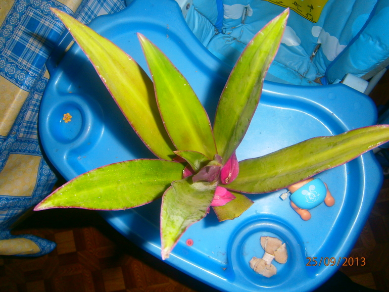 как называется?