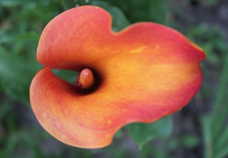 Каллы, выращенные в Подмосковье... Часть I