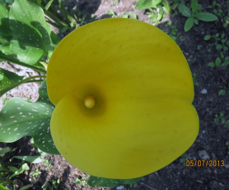 Каллы, выращенные в Подмосковье... Часть II